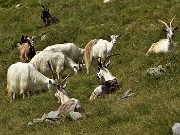 81 Capre orobiche al pascolo
